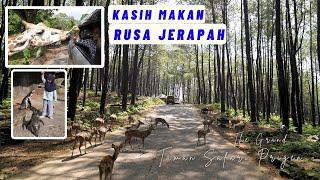 The GRAND TAMAN SAFARI PRIGEN 2024 !! Safari Adventure bisa kasih Makan JERAPAH 