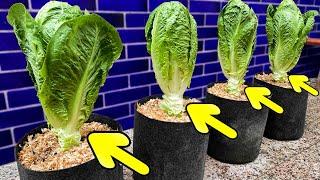 Growing Romaine Lettuce from Seed to Harvest - Step by Step