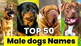 Male Dogs Names | Top 50 Male Dog Names | New and Unique Male Dog Names