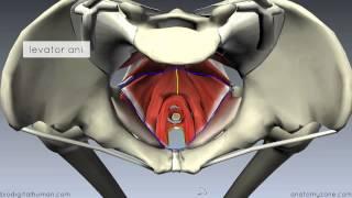 Pelvic Floor Part 1 - The Pelvic Diaphragm - 3D Anatomy Tutorial