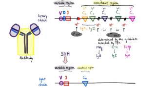 Brandl's Basics: Somatic hypermutation and class switch recombination