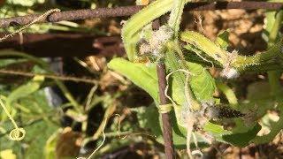 Q&A – What is this white fuzzy stuff on my cucumbers?