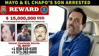 El Mayo Arrested!!! Was He Betrayed by Los Chapitos???