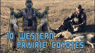 South Dakota Prairie Coyote Hunt