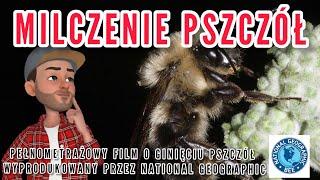 National Geographic Milczenie Pszczół Silence of the #bees pełnometrażowy #film #geographic