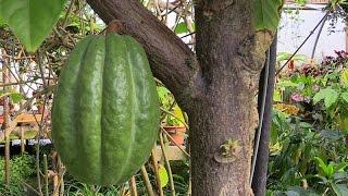 Growing Cocoa in Containers
