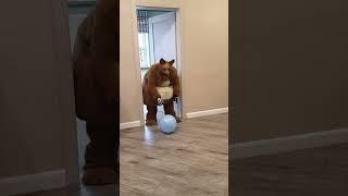 Funny dogs find blue balloons