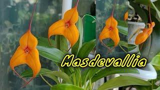 Masdevallia. Новичок. Уход.