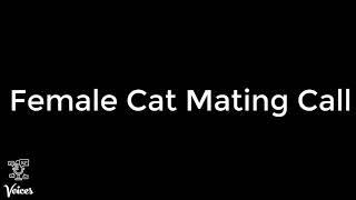 Female Cat Mating Call