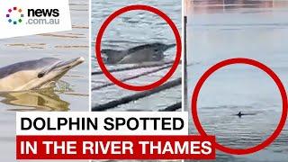 Dolphin spotted 'disorientated' swimming in London's River Thames