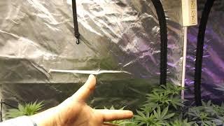 Day 1 of Flower, New LED - Crecer Lighting Panthrx, First Grow Video