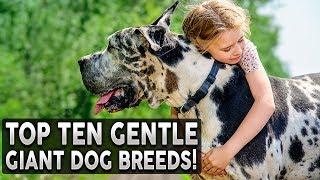 TOP 10 GENTLE GIANT DOG BREEDS!