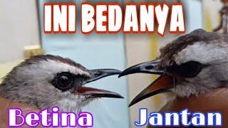 7 Tips cara membedakan trucukan jantan dan betina #bird gander