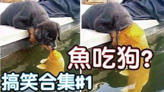 2022最搞笑的寵物影片笑到噴飯#1/Funny Animals Video/貓/狗/cat/dog/pet/