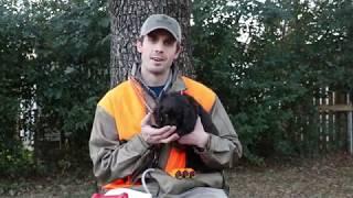 Boykin Spaniel Training 001 (Introducing your Puppy)