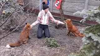 Two adorable foxes take part in the human celebration