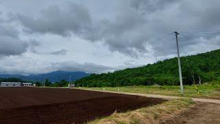 Cara menanam Selada/lettuce/レタス di Jepang || how to grow lettuce vegetables in Japan