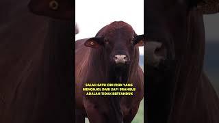 Sapi Brangus | Sapi Potong Yang Pertumbuhannya cepat Dengan Kualitas Daging Yang Baik