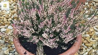 Hardy Heather for autumn and winter colour ~ Winter flowering plant Heather