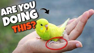 Things Your Bird Hates About YOU