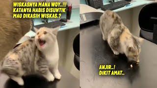 LUCU BANGET.! Kesakitan Habis Disuntik, Si Kucing Marah-marah Minta Wiskas Sama Dokter ~ Kucing Lucu