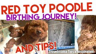 RED TOY POODLE GIVING BIRTH JOURNEY | First Litter & Tips ultrasound nursing #redtoypoodle #puppies