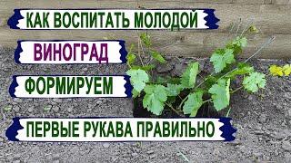  Сделайте ЭТО на молодом винограде, чтобы НЕ МУЧИТЬСЯ  затем много лет. Как и где удалять пасынки