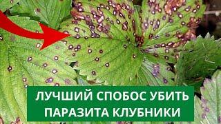 Как бороться с НЕМАТОДОЙ НА КЛУБНИКЕ?. Почему сохнут кусты клубники, земляники?