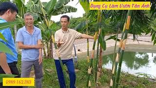 Tư Vấn Cụ Thể về Cây Giống Măng Tre Lục Trúc - Tân Ánh Bắc Giang