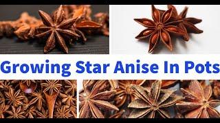 How To Grow Star Anise In Pots