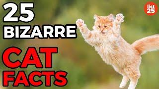 25 BIZARRE Cat Facts You Need To Know