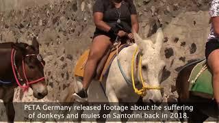 Donkey and Mule Abuse on Santorini Continues: Ban Donkey Rides on Santorini!