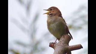 Ruiseñor caracteristicas, evolución, importancia