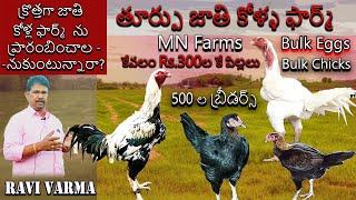 Jathi Kollu | Aseel Roosters Farms | Ravi Varma Farms | MN Farms Adibatla, Hyderabad