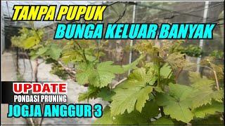 TANPA PUPUK KELUAR BUNGA BANYAK