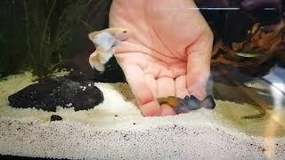 Chlamydogobius eremius / desert goby hand feeding