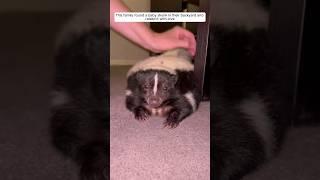 This family found a baby skunk in their backyard and raised it with love. #animalshorts