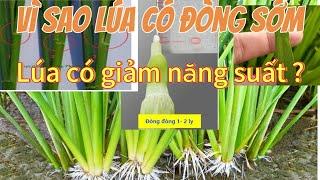 VÌ SAO LUA CÓ ĐÒNG SỚM? CÓ GIẢM NĂNG SUẤT?Nông nghiep tv 170