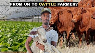 Why This Nigerian Man Left the UK to Start a Cattle Farm – His Story Will Shock You!
