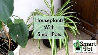 Houseplants With Smart Pots