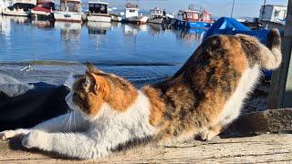 Kedi Adası'nda Sadece Birkaç Dakika İçinde Sizi Kaç Sokak Kedisi Karşılayacak?