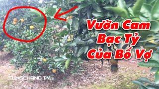 Vườn Cam Vinh BẠC TỶ Của Bố Vợ | TungChang TV