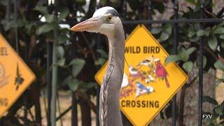 Wild Bird Crossing FYV