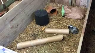 Hungry Guinea pigs at ash end house children’s farm