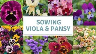 How To Sow Viola And Pansy Seeds / Planting Violas