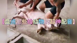 盤點那些給動物的超神配音！#這一天天的會笑死在抖音裡面