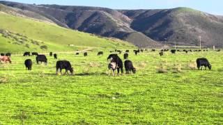 Bull mates with Zebra