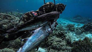 PELAGIC HUNTING! || THEY'RE BACK ON THE SHALLOWS! ||SPEARFISHING PHILIPPINES!