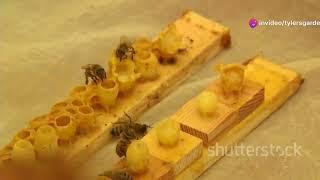 Unveiling the Secrets: Queen Bee Rearing & Breeding (Ultimate Guide)