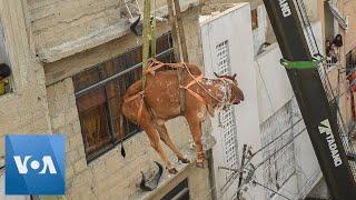 Cows Hoisted From Rooftop Ahead of Eid al-Adha in Pakistan